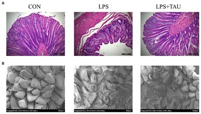 Dietary taurine effect on intestinal barrier function, colonic microbiota and metabolites in weanling piglets induced by LPS